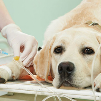 การฉีดวัคซีนที่จำเป็น (Vaccination)